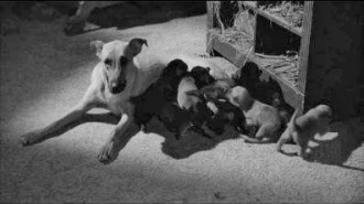 Eraserhead  dogs nursing